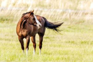 Executiva AQHA avalia temporada da American Quarter Horse Foundation