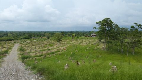 Agro: Sucessão Familiar – Empresas Agro e Produtores Rurais