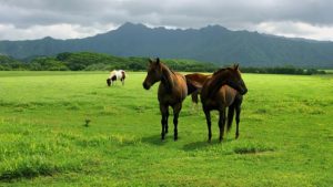 Agro: Sucessão familiar – Impostos