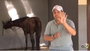 Dicas de saúde para seu cavalo de cavalgada