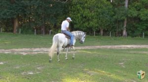 Cavalo tem dificuldade de abaixar a cabeça