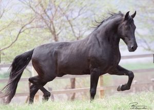 Cavalo de cavalgada precisa treinar