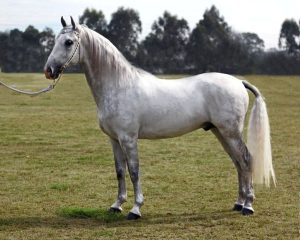 Lipizzan é uma raça de cavalo proveniente de Lipica na Eslovênia