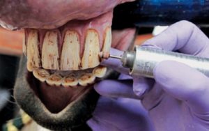 A importância da avaliação odontológica em equinos