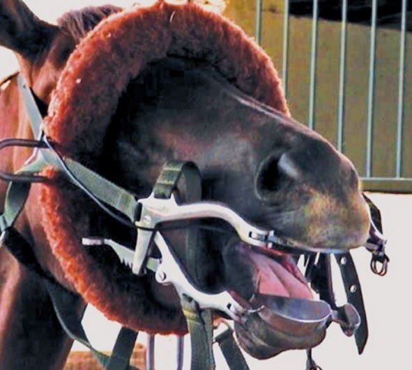 odontologica em equinos