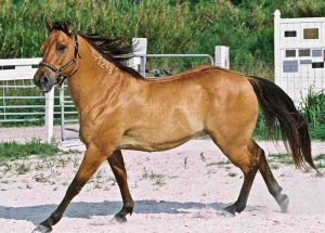 Anemia Infecciosa Equina