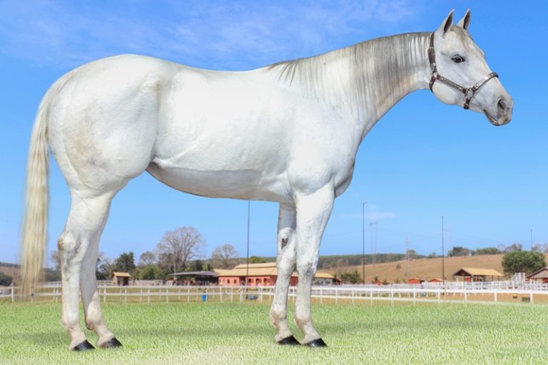 Primeira geração de Brasita Gray prontos para continuidade à linhagem