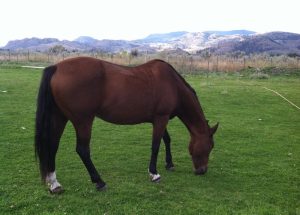 Cavalo – um herbívoro