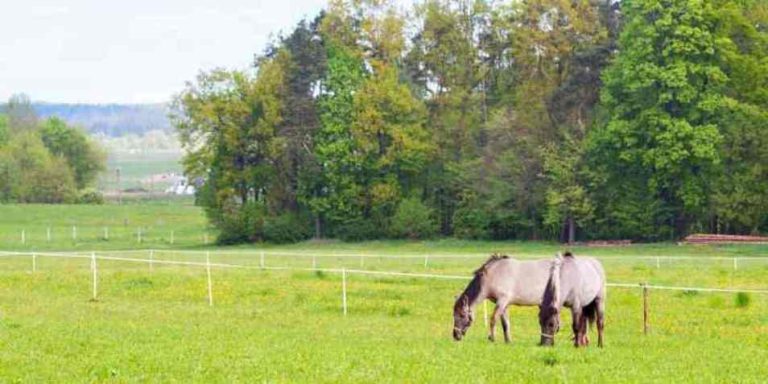 Cavalos que ensinam