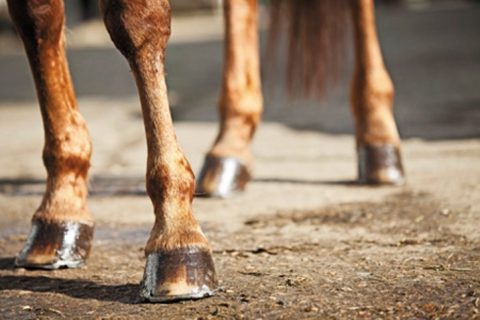 Conheça a Tenossinovite, uma inflamação no tendão dos cavalos