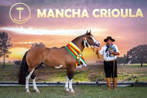 Exemplar de Cachoeira do Sul é o grande nome do Mancha Crioula 2019