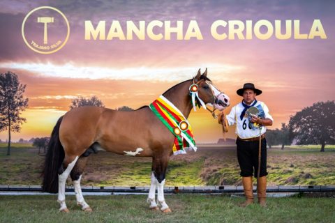 Exemplar de Cachoeira do Sul é o grande nome do Mancha Crioula 2019