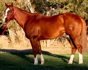 Qual a importância de se ter sua marca devidamente registrada?