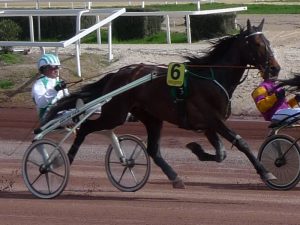 American Trotter é conhecido por sua habilidade em corridas de arreios