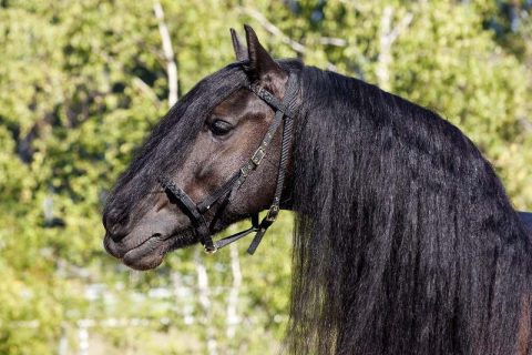 Ruídos, desconforto respiratório e queda do desempenho do animal