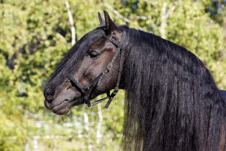 Ruídos, desconforto respiratório e queda do desempenho do animal
