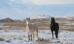 Admire a rara beleza dos Mustangs selvagens do Arizona