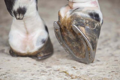 É indispensável analisar o cavalo em movimento