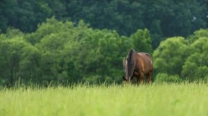 Agro: Sucessão familiar – Custos Processórios