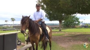 Quatro atributos desejáveis em um cavalo de cavalgada