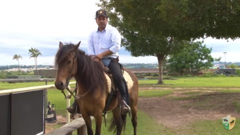 Quatro atributos desejáveis em um cavalo de cavalgada