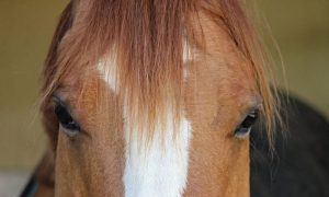 Dez dicas de economia para proprietários de cavalos