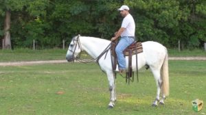 Sugerir, perguntar e falar algo ao seu cavalo