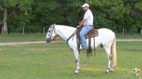 Sugerir, perguntar e falar algo ao seu cavalo