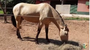 Bare foot – Cavalo sem ferradura