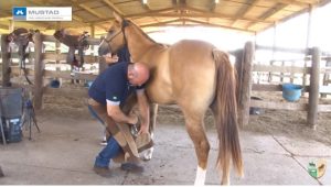 Sessão tira-dúvidas sobre cascos – aula 2