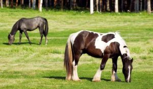 Para seu cavalo, bem-estar é estar bem