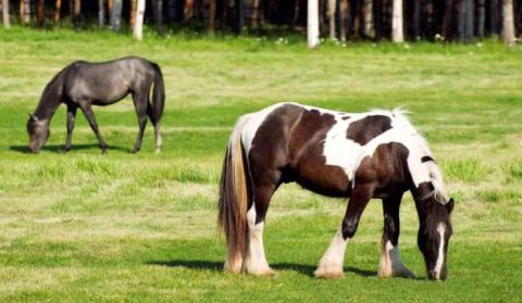 Para seu cavalo, bem-estar é estar bem