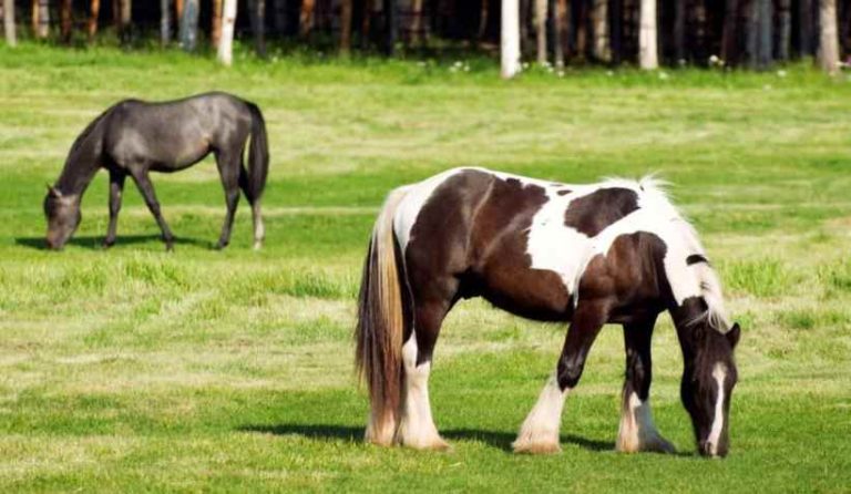 Para seu cavalo, bem-estar é estar bem