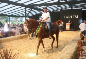Clone equino em gestação foi vendido por preço recorde em SP