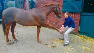 Alto rendimento do esporte equestre exige terapias complementares