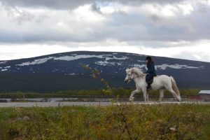 Cultura Sámi e cavalos islandeses