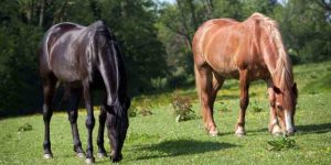 Equinos: Sistema Imunológico