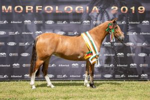 Pelotas define os primeiros finalistas para a Morfologia da Expointer