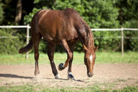Por que meu cavalo está mancando?