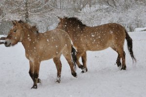 Przewalski é uma das raças de cavalos mais antigas do mundo