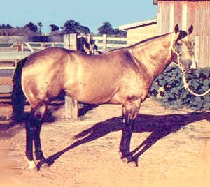 E pensar que Harlan era para ter sido um cavalo castrado