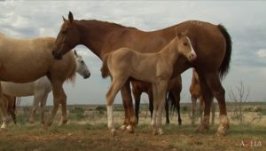 Testes genéticos já são exigência na AQHA