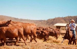 Agro: A crise no mercado pecuário