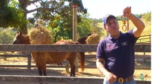 Dica para amarrar seu cavalo em uma cavalgada