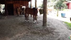 Até que idade você pode montar seu cavalo