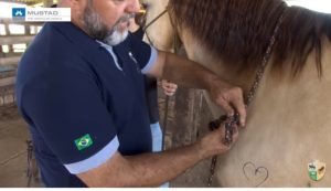 Técnicas de contenção do cavalo