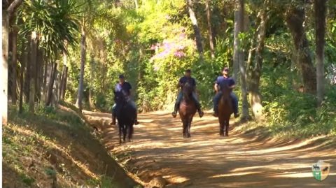 Aqueça o cavalo para a cavalgada