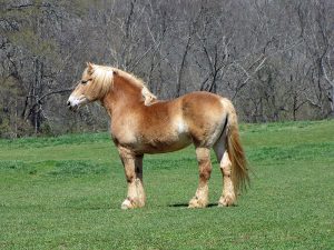 Begian ou Brabant? Todos levam a mesma linda raça de cavalos enormes