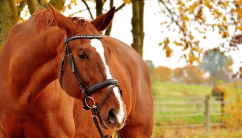 Animal necessita de bem-estar para garantir seu desempenho e sua saúde