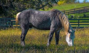 As maiores e menores raças de cavalos